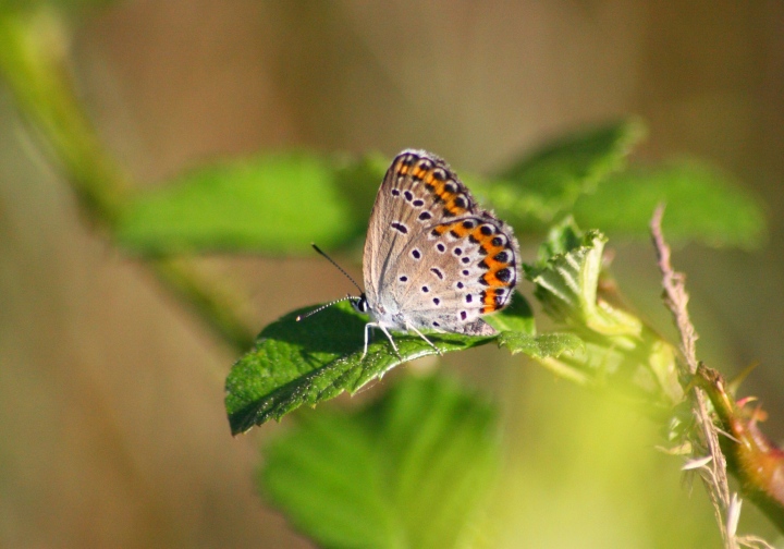 Conferma ID licenidi